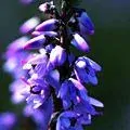 14. Skotský vřes - Heather - sebestřednost