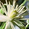 09. Bílá lesní réva - Clematis - lhostejnost, znuděnost