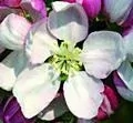 10. Plané jablko - Crab Apple - perfekcionalismus