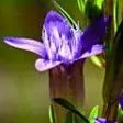 12. Hořec podzimní - Gentian - sklíčenost a pesimismus