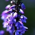 14. Skotský vřes - Heather - sebestřednost