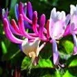 16. Zimolez kozí list - Honeysuckle - myšlenky do minulosti