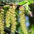 17. Habr - Hornbeam - mentální únava