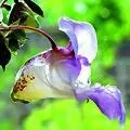 18. Netýkavka žlázonosná - Impatiens- netrpělivost 