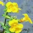20. Kejklířka skvrnitá - Mimulus - konkrétní strach