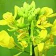 21. Divoká hořčice - Mustard - smutek a melancholie