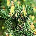 24. Skotská sosna - Pine - odpovědnost a vina