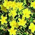 26. Devaterník penízkovitý - Rock Rose - děs a panika, úrazy, úleky