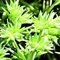 28. Chmerek roční - Scleranthus -nerozhodnost 