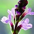 31. Sporýš lékařský - Vervain - přílišné nadšení, enthusiasmus