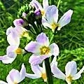 34. Žebratka bahenní - Water Violet - Strach z konfrontace