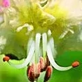 35. Bílý kaštan - White Chestnut - Obtížná mysl, vracející se myšlenky