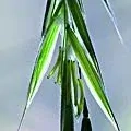 36. Sveřep větevnatý - Wild Oat - nejistota na životní cestě