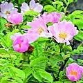 37. Planá růže - Wild Rose - apatie, rezignace