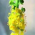 01. Řepík lékařský - Agrimony - Napětí skryté za veselí