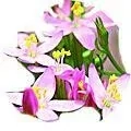 04. Zeměžluč - Centaury - neumím říci NE