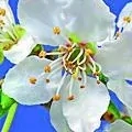 06. Slíva třešňová - Cherry Plum - myšlenky způsobující strach až k zbláznění.