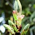 07. Poupě kaštanu - Chestnut Bud - poučení se z chyb