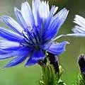 08. Čekanka obecná - Chicory - očekávání, vlastnění